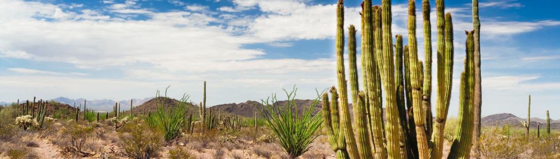 Saguaro-National-Forest-8295988_m.jpg