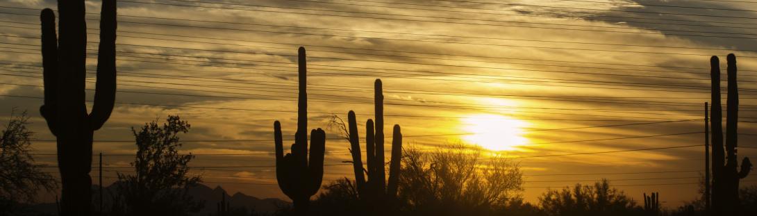 Saguaro-Sunset-48958825_m.jpg