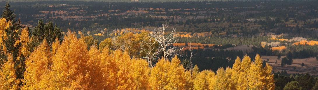 Trees-Fall-3796650_m.jpg